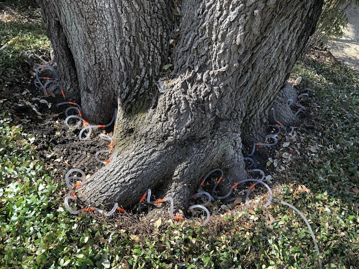 Detailed Shrub and Hedge Trimming job site in Terrell