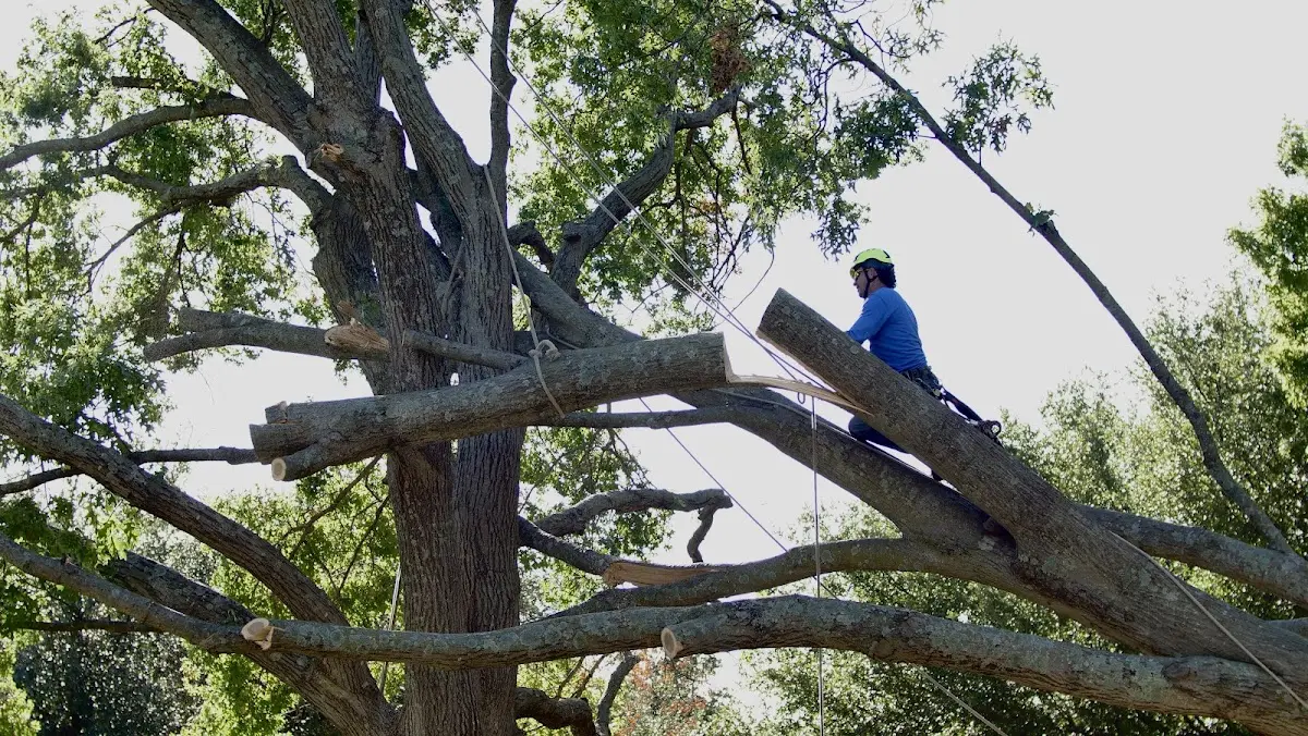 Professional Crown Thinning performed by certified arborists in Terrell