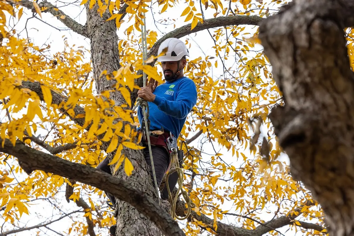 Skilled Tree Planting crew working in Terrell