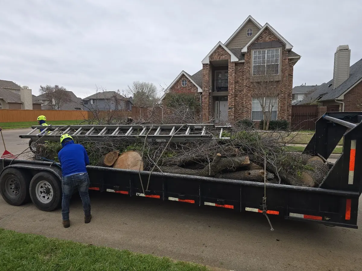 Expert Deadwooding with proper safety equipment in Terrell